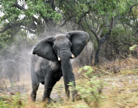 Angry elephant - 2 days ago · An angry bull elephant in Pilanesberg National Park in South Africa attacked a safari truck, twice lifting it into the air and slamming it down as terrified tourists took cover between the seats. 